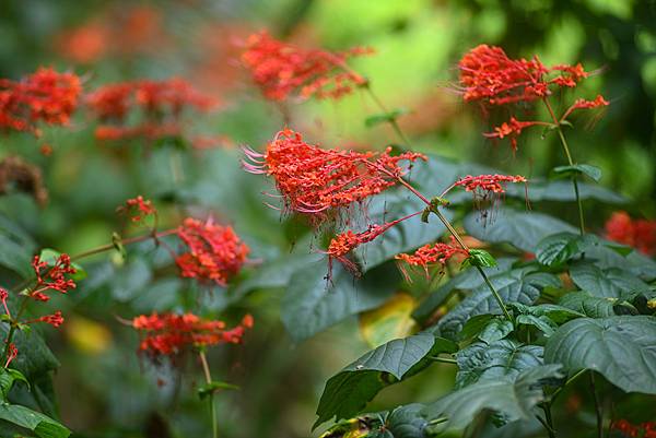 Pentax-A SMC 135mm f1.8轉接Nikon