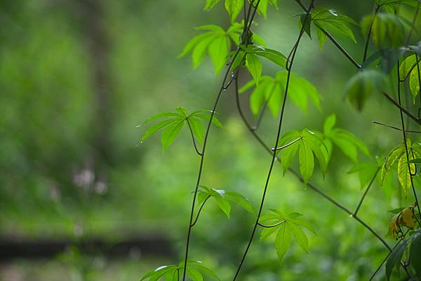 Pentax-A SMC 135mm f1.8轉接Nikon