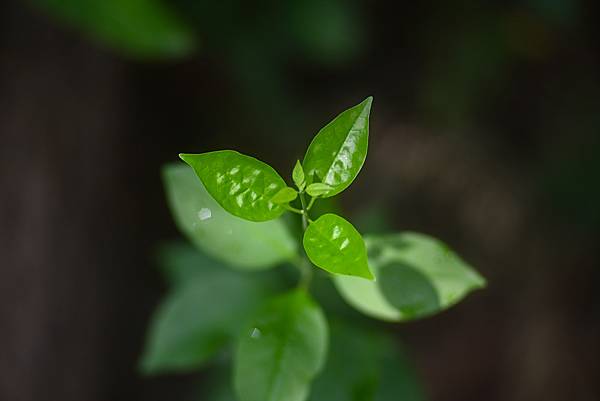 Pentax-A SMC 135mm f1.8轉接Nikon