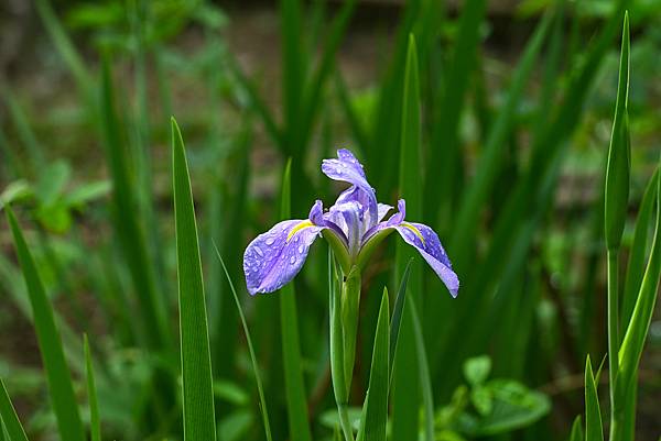 Pentax-A SMC 135mm f1.8轉接Nikon