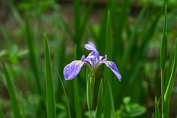 Pentax-A SMC 135mm f1.8轉接Nikon