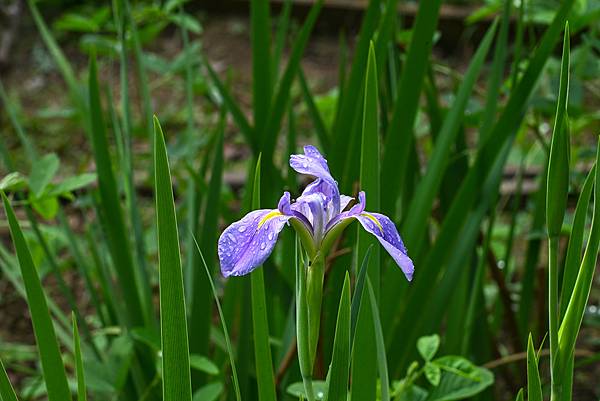 Pentax-A SMC 135mm f1.8轉接Nikon