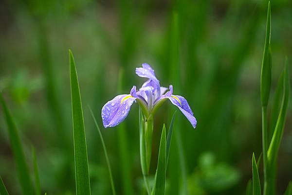 Pentax-A SMC 135mm f1.8轉接Nikon