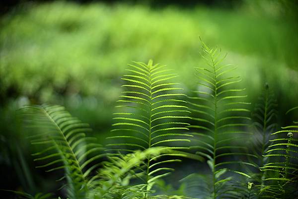 Leica Noctilux 50mm f1.0 V4轉接N