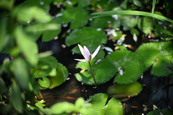 Leica Noctilux 50mm f1.0 V4轉接N