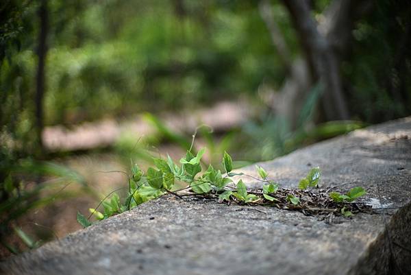 Leica Noctilux 50mm f1.0 V4轉接N