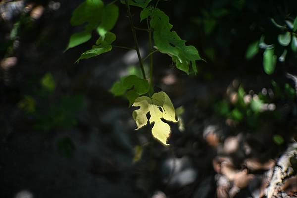 Canon 50mm F0.95 轉接Nikon ZF隨拍分