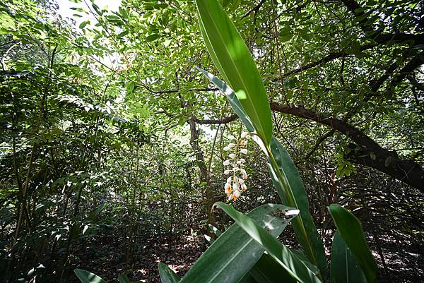 Zeiss 15mm f2.8 ZM轉接Nikon ZF隨拍