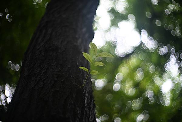 Canon 50mm f1.2 LTM 轉接Nikon ZF