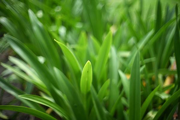 Canon 50mm f1.2 LTM 轉接Nikon ZF