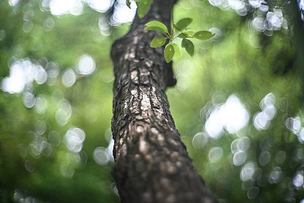 Canon 50mm f1.2 LTM 轉接Nikon ZF