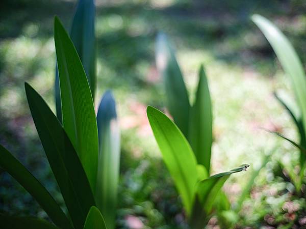 Nikon AF 50mm f1.8D 轉接FUJIFILM