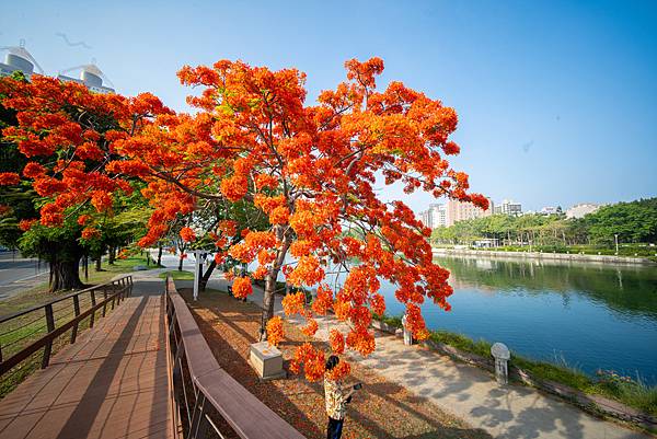 Voigtlander 12mm F5.6 III 轉接So