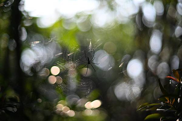 早上晨光的林中綠意