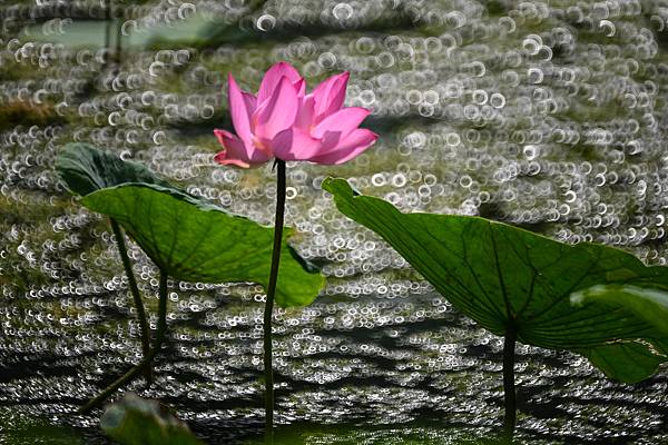 高雄澄清湖生態池荷花拍攝分享