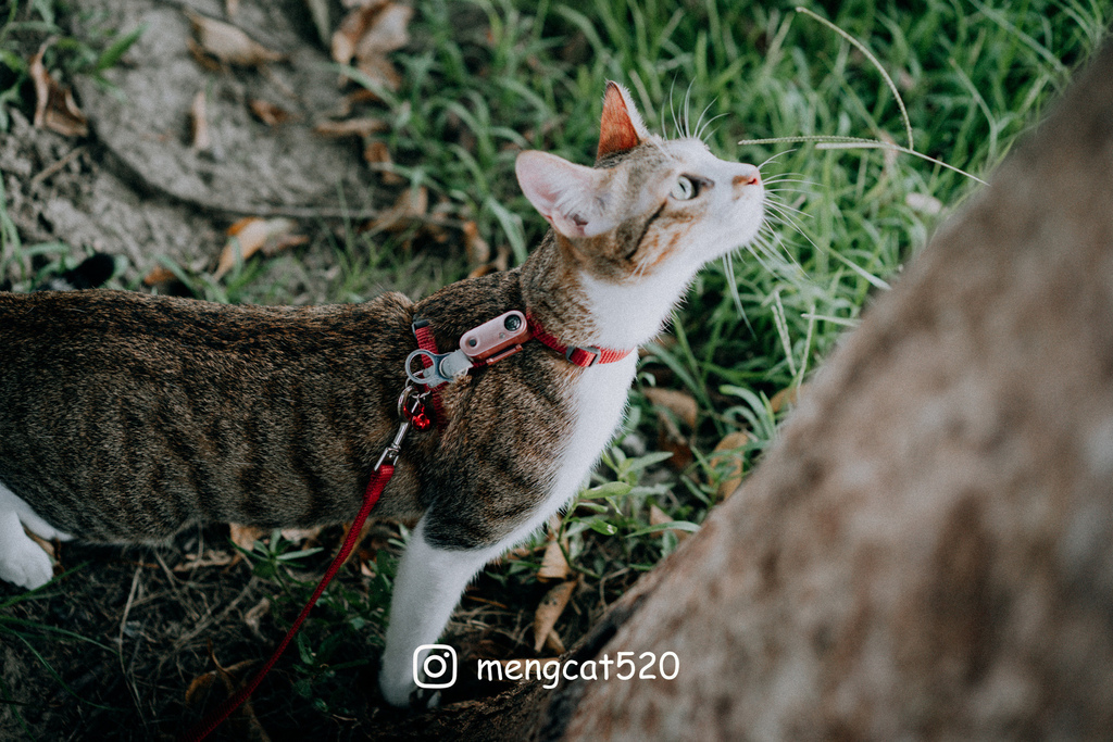 DSC06546 拷貝.jpg DSC06546 拷貝.jpg