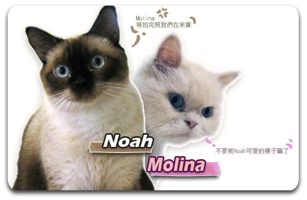 NOAH&Molina-intro1.jpg