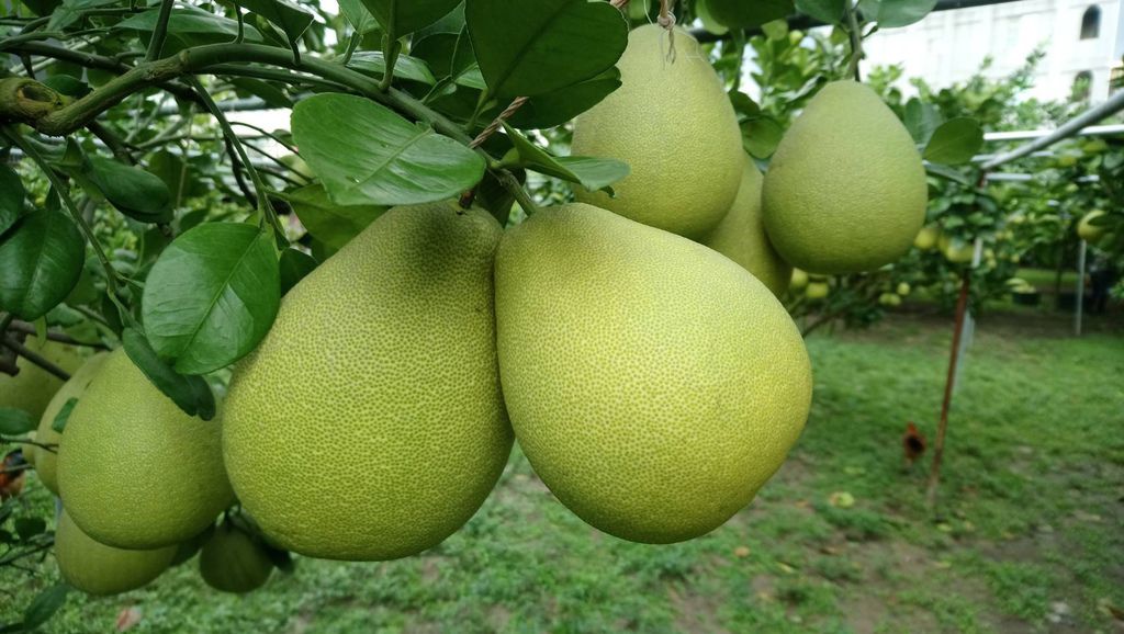 李仙仁果園01.jpg 李仙仁果園01.jpg