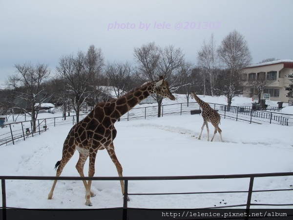 IMG_8987 (600x450) IMG_8987 (600x450)