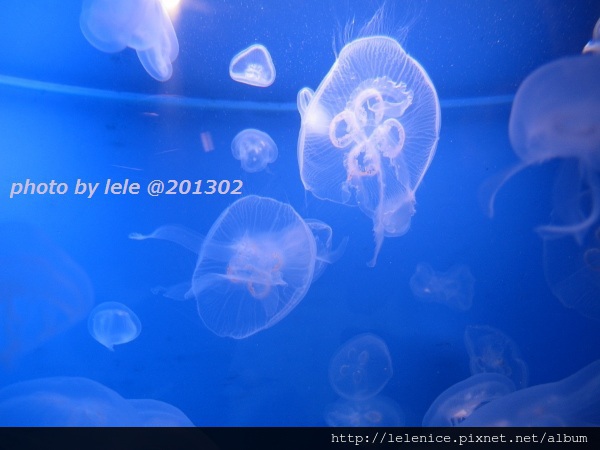 IMG_9066 (600x450) IMG_9066 (600x450)