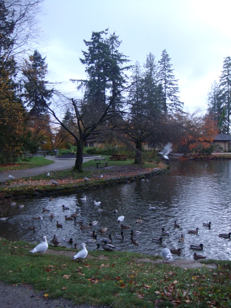 公園裡還有2~3座湖,有超多鴨子.JPG