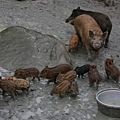 鄒族人飼養的山豬群...山豬一點都不怕生...猛看鏡頭...小山豬真的是可愛到爆....