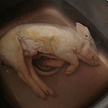 龍庭ㄟ香港師父準備處理小乳豬...看起來好像被淹死的豬喔~~