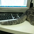 一心害怕貓尾巴按到鍵盤上〝power〞的按鍵...重開機我應該會殺了這隻貓....