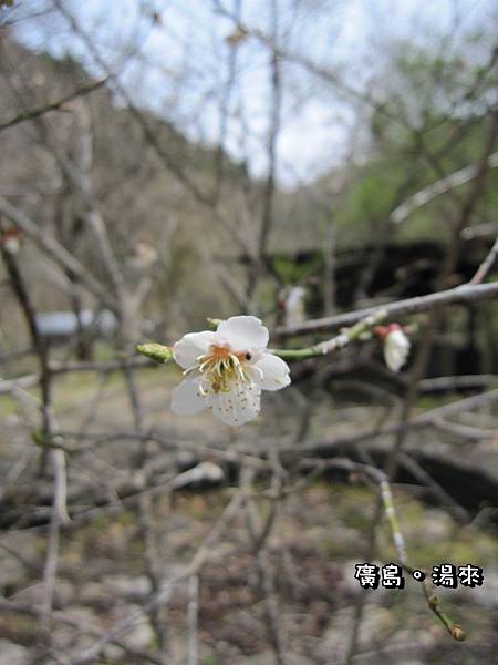 深山中的第一朵野櫻花~過幾天盛開時應該超美