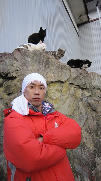 一起來貓島混貓幫吧!! 一起來貓島混貓幫吧!!