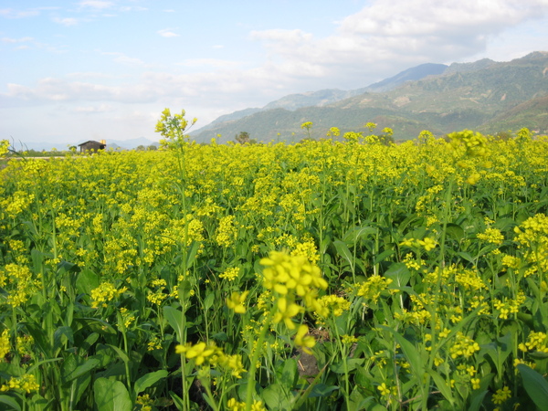 整大片的油菜花田...