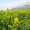 整大片的油菜花田...