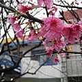 超美麗的山櫻花
