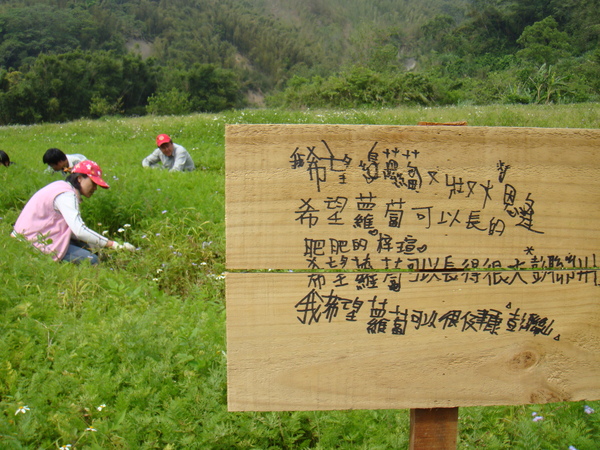 其實這邊是另外一片有機種植的紅蘿蔔園....