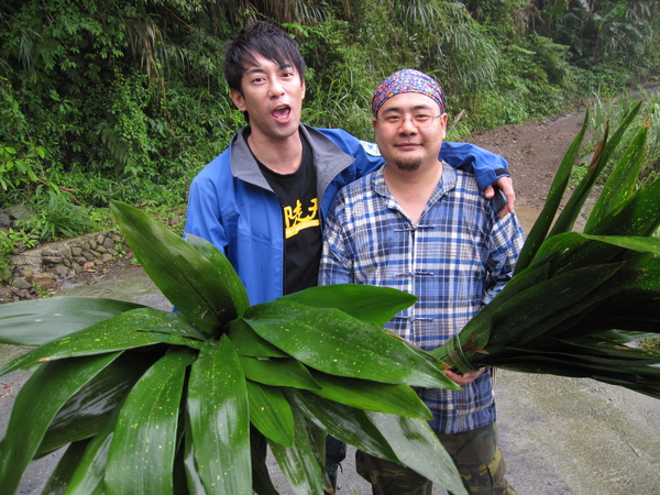 為了這些葉子要冒著生命危險去採..包出來的粽子是有這麼好吃嗎??