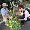 要先在路邊將破布子〝一撮撮〞剪下...