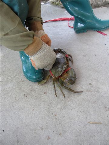螃蟹達人洪爸爸輕鬆用繩子將螃蟹綁起來...