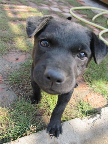 阿明哥撿到的小黑狗...相當俏皮可愛..