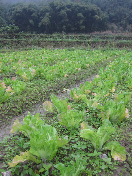 與草共生、混種的芥菜園..雖然不漂亮..但每一顆都天然有機..免驚啦~