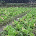 與草共生、混種的芥菜園..雖然不漂亮..但每一顆都天然有機..免驚啦~