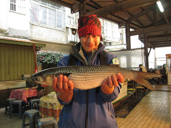 超肥美的野生烏魚...