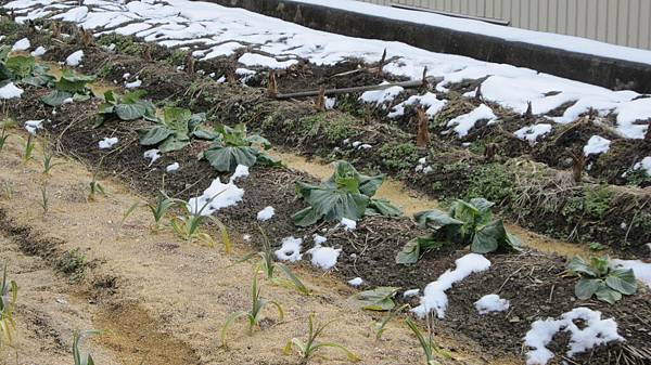 雪地裡的菜園.JPG