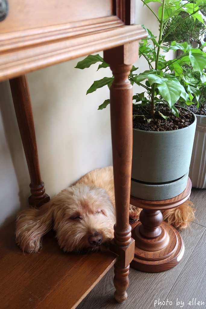 參拾 Sanshi Coffee 桃園藝文特區 Bula冷奶