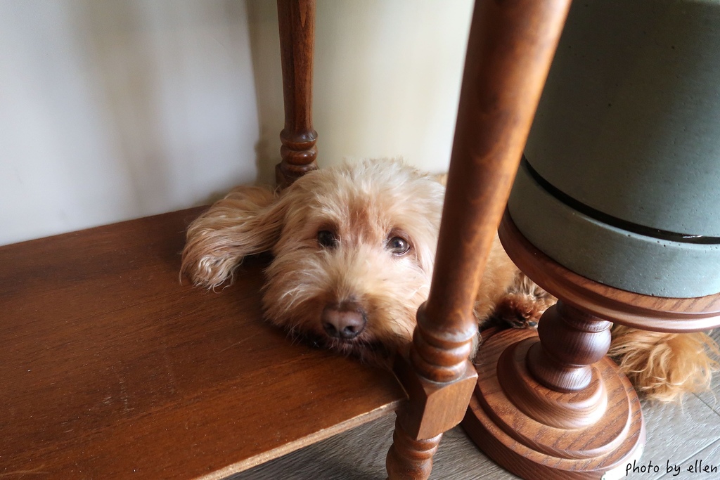 參拾 Sanshi Coffee 桃園藝文特區 Bula冷奶