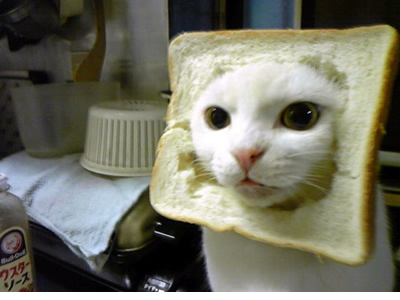 toast-cat[1].jpg