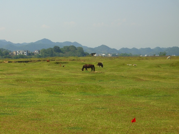 草地上的馬兒