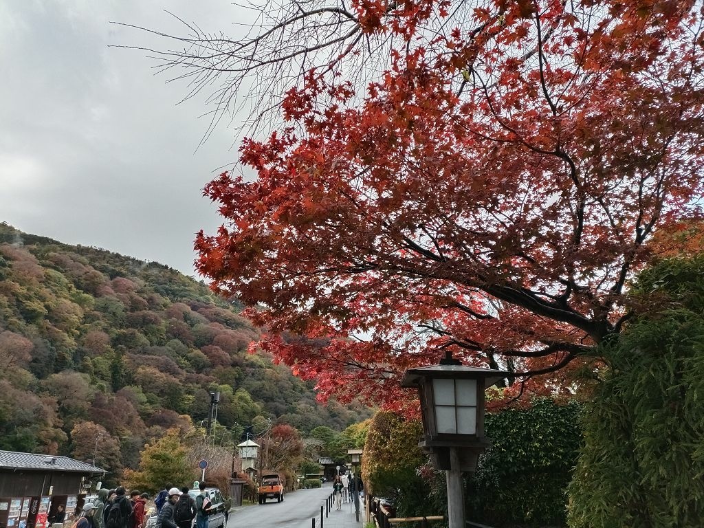 20231114~28關西自由行d4(嵐山與金閣寺)