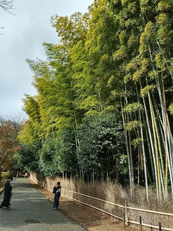 20231114~28關西自由行d4(嵐山與金閣寺)