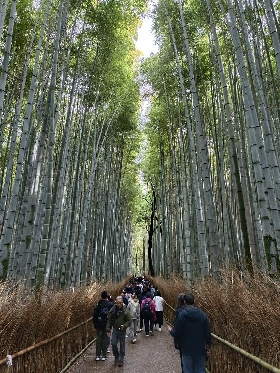 20231114~28關西自由行d4(嵐山與金閣寺)