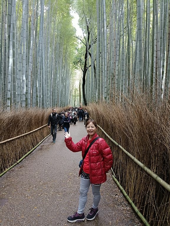 20231114~28關西自由行d4(嵐山與金閣寺)